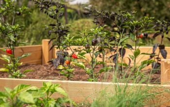 raised-bed-4392783_640 raised-bed-4392783_640